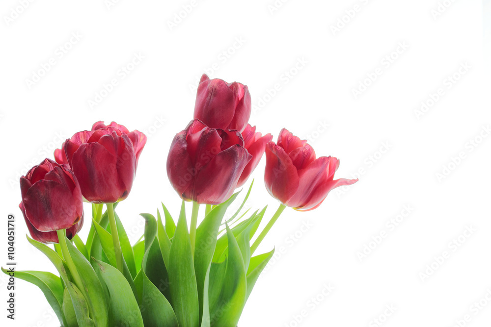 Bouquet of red tulips Bouquet of red tulips