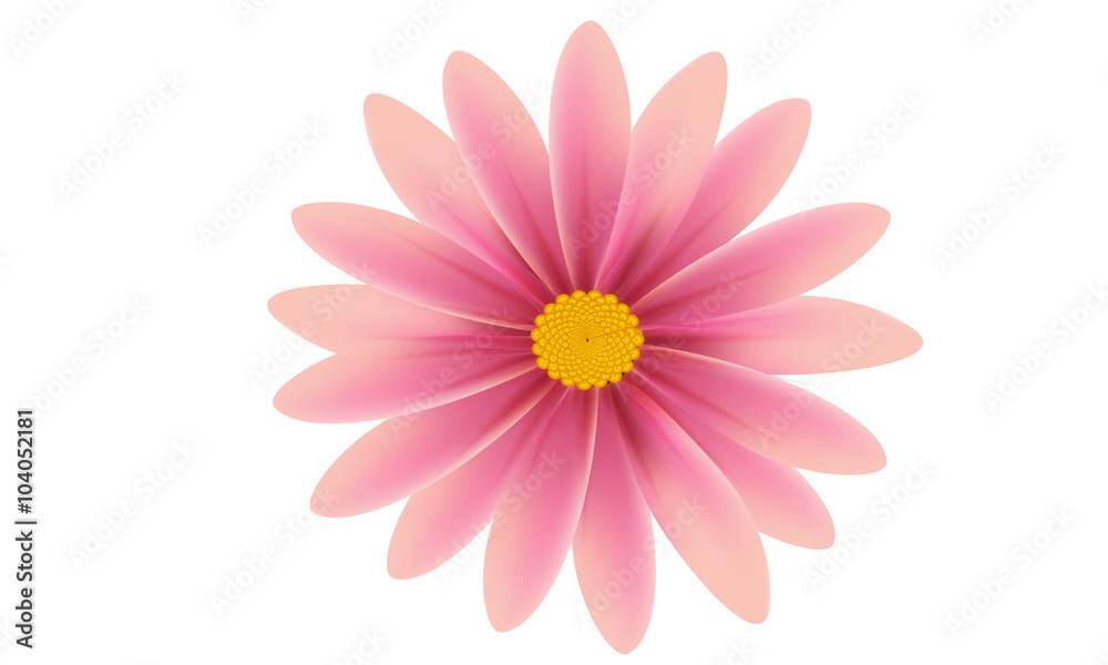 Pink Daisy flower isolated over white