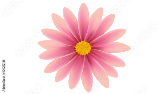 Fototapeta Naklejka Na Ścianę i Meble -  Pink Daisy flower isolated over white