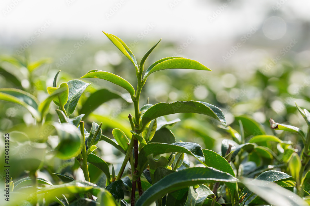 closeup fresh green tea leaves