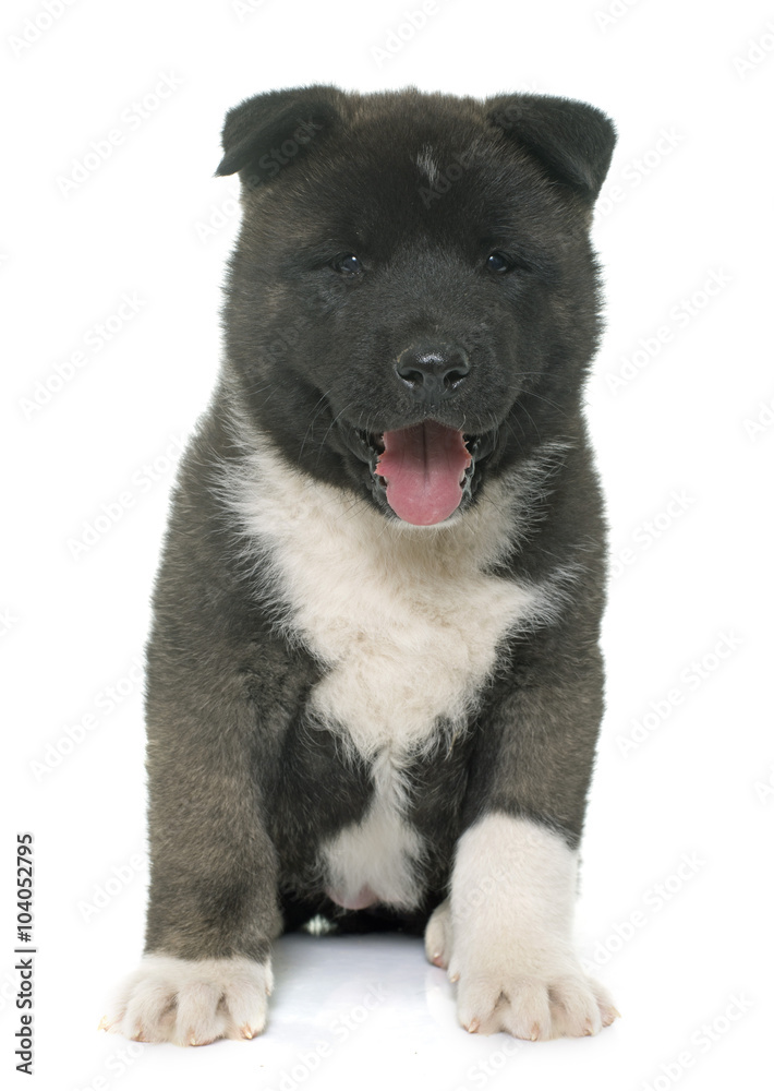puppy american akita puppy american akita