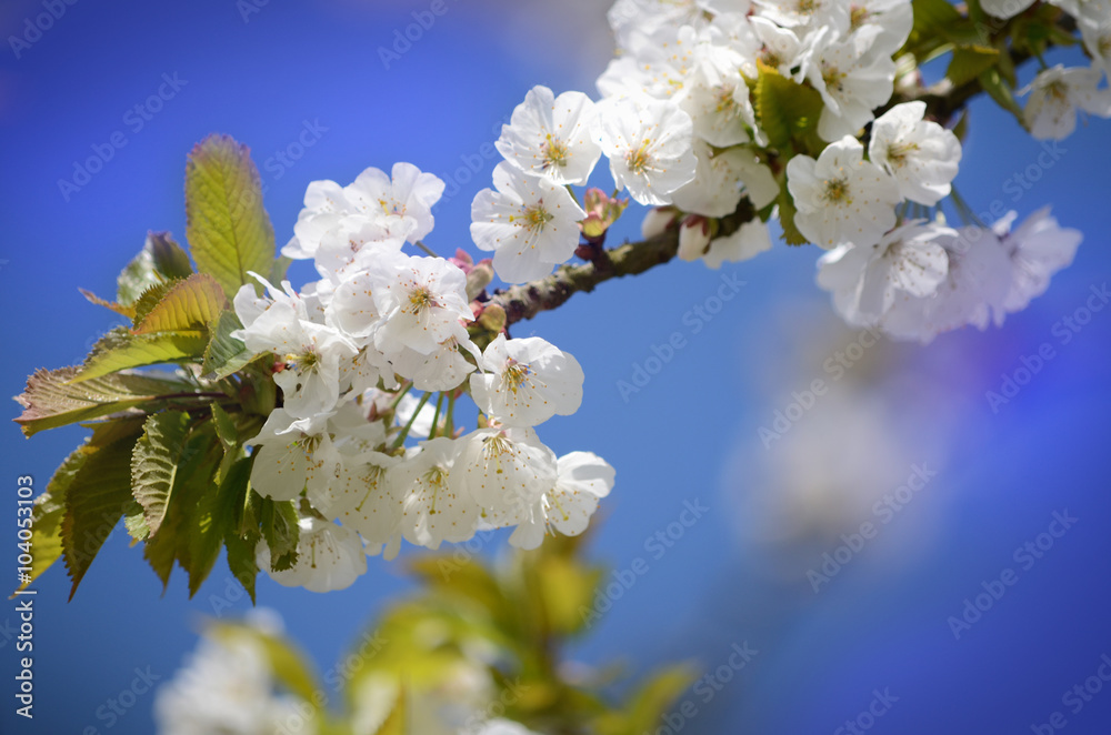 Baumblüte Baumblüte
