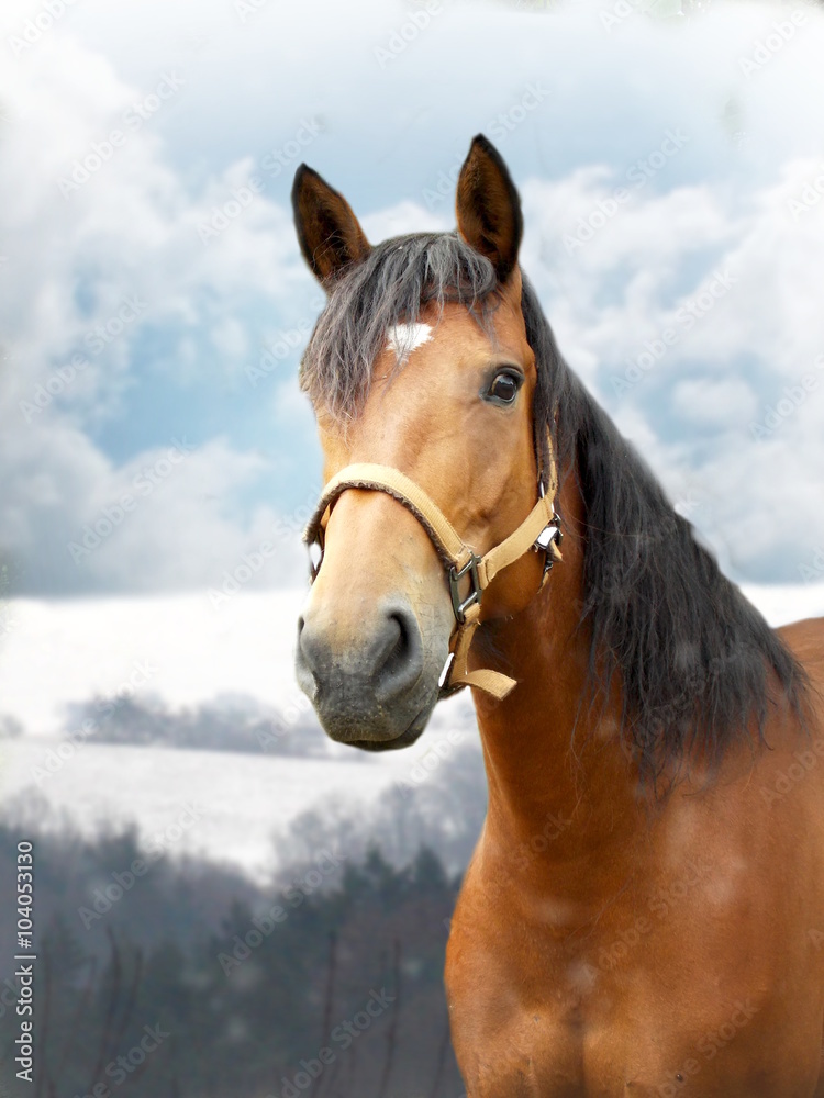 Obraz premium Horse in winter