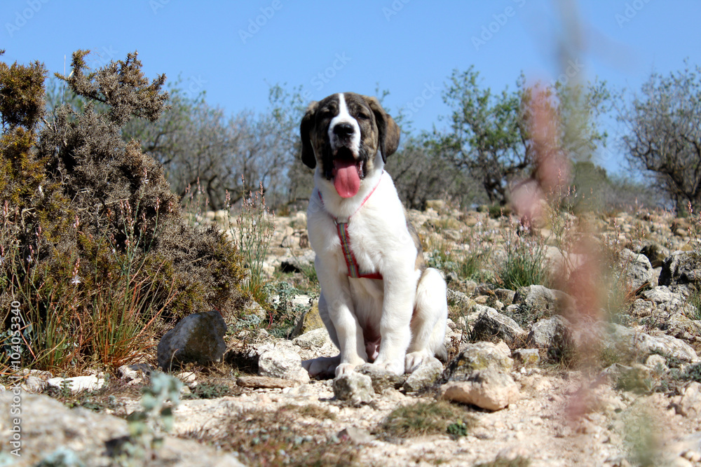spanish mastiff puppy