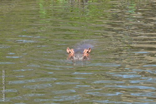 Hippopotamus swimming in the river
