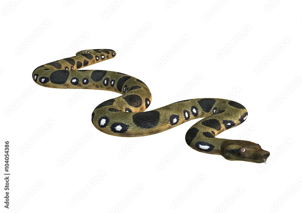Green Anaconda on White Green Anaconda on White