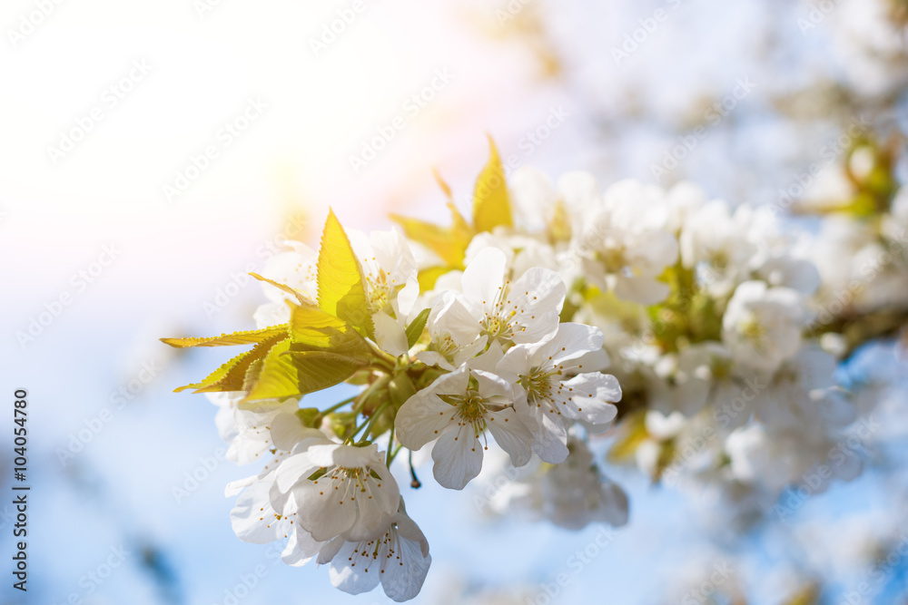 Obraz premium Frühlingsblüte