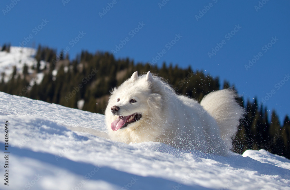 Beautiful dog is running in the snow in the mountains