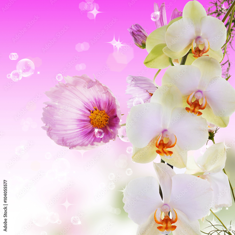 Exotic beautiful orchid flower Exotic beautiful orchid flower