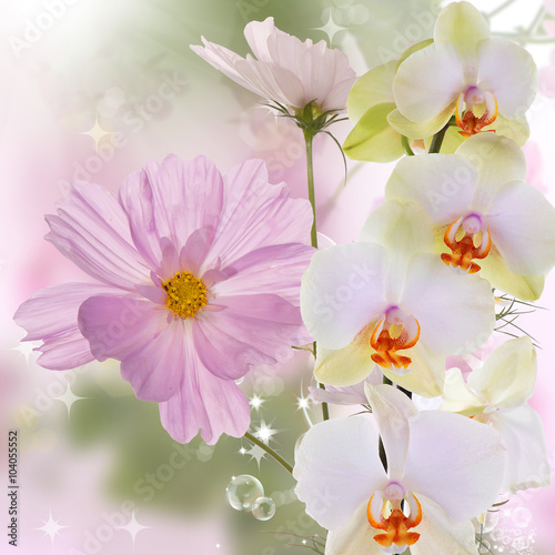 Exotic beautiful orchid flower