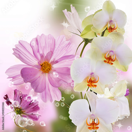 Exotic beautiful orchid flower