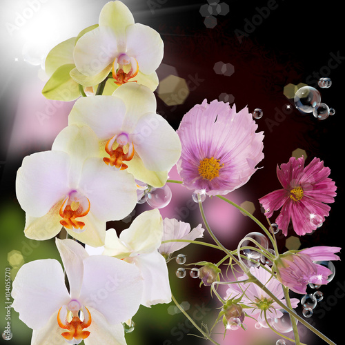 Exotic beautiful flower orchid