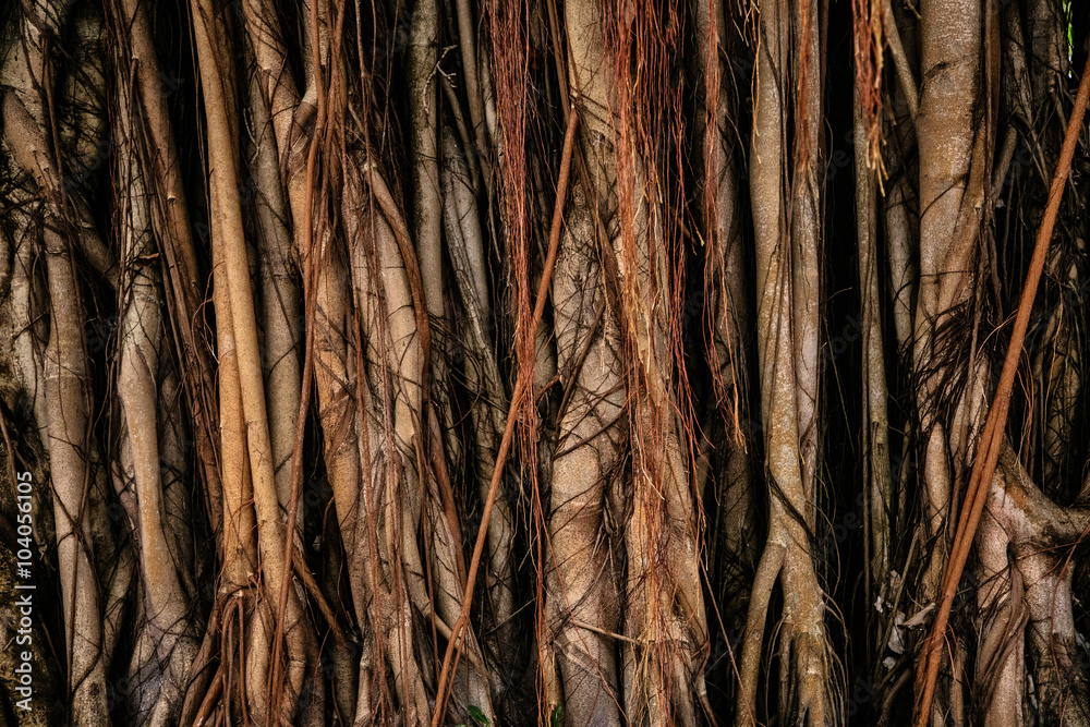 Texture of high rots in rain forest