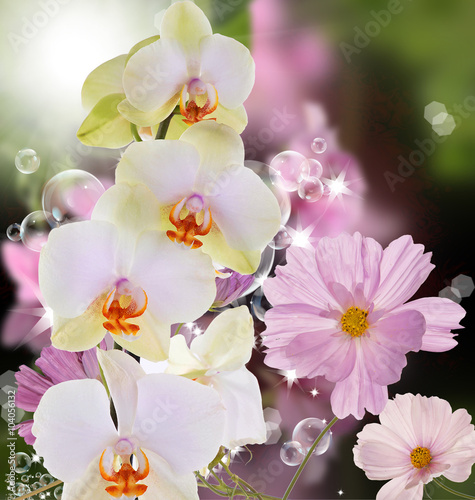 Beautiful exotic flower orchid on abstract nature background