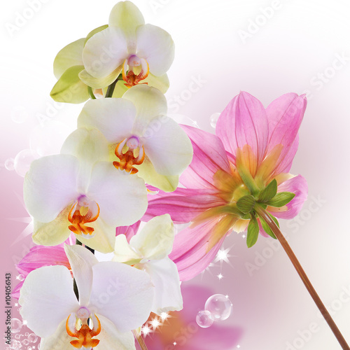 Beautiful exotic flower orchid on abstract nature background