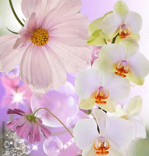 Beautiful exotic flower orchid on abstract nature background