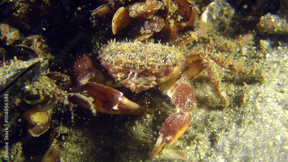 Bristly Crab crushes shel of mussel by its claw, then leaves the frame, medium shot.
Bristly Crab crushes shel of mussel by its claw, then leaves the frame, medium shot.