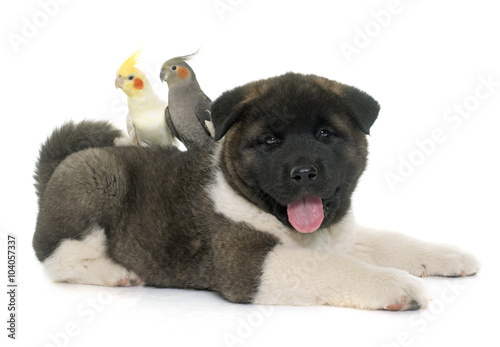 Canvas Print puppy american akita and cockatiel