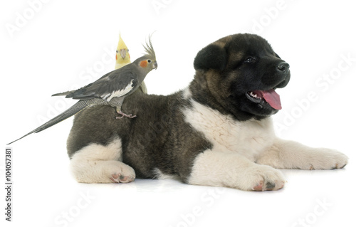 Photography puppy american akita and cockatiel