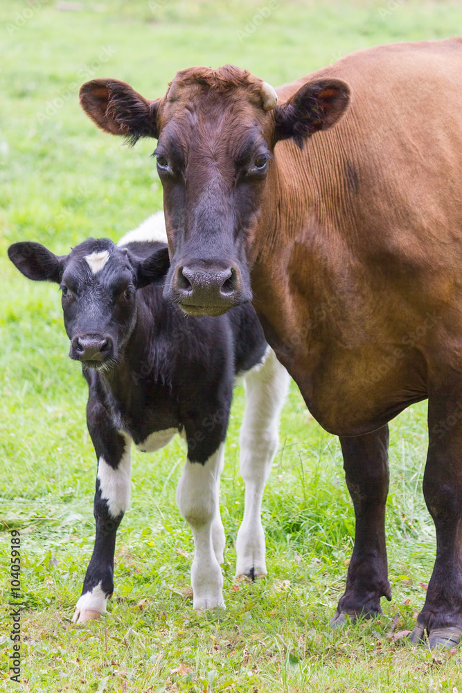 Brown cow stands together with black and white calf