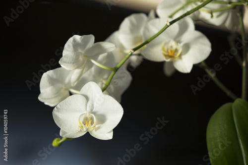 White orchids isolated against dark background.