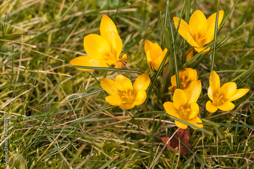 krokus