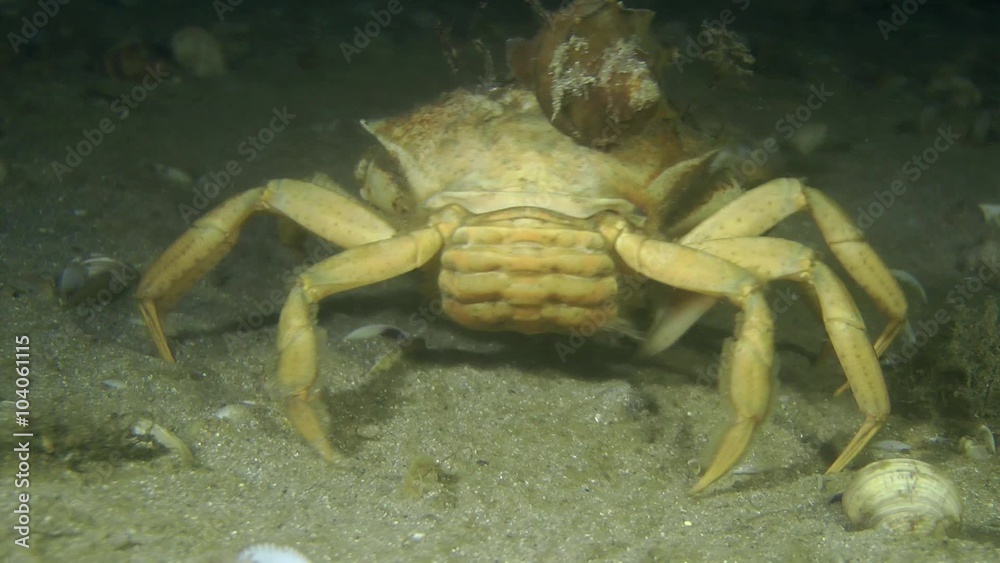 The gastropod Veined Rapa Whelk on carapace of Green crab, which leaves the frame.
The gastropod Veined Rapa Whelk on carapace of Green crab, which leaves the frame.