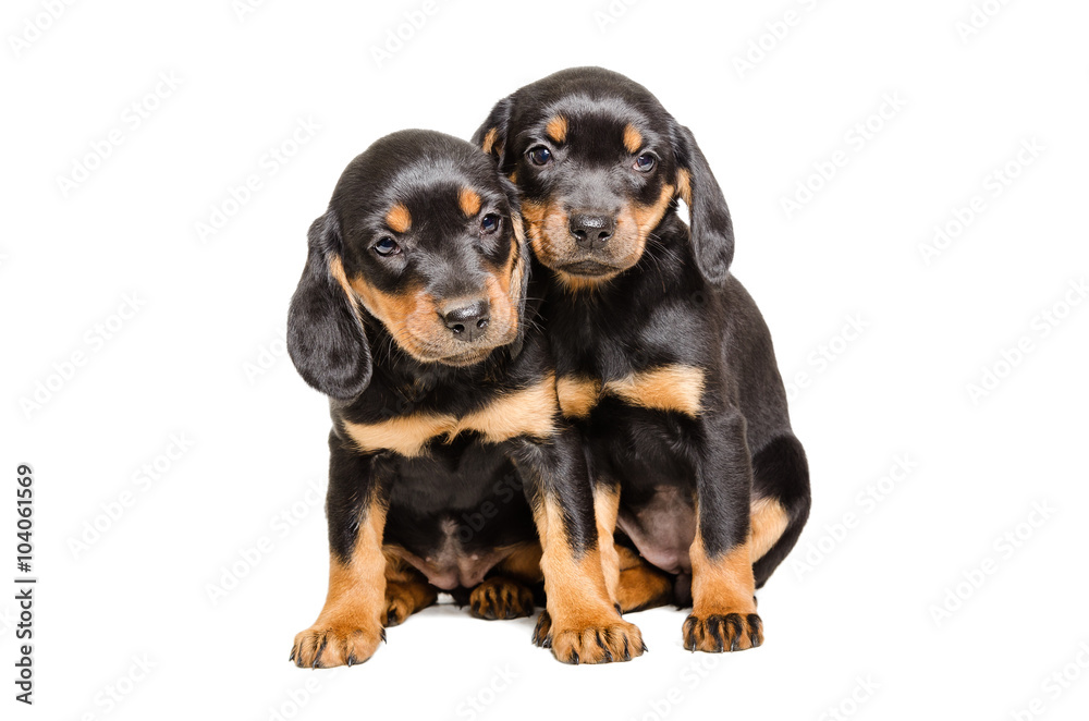 Two puppy breed Slovakian Hound