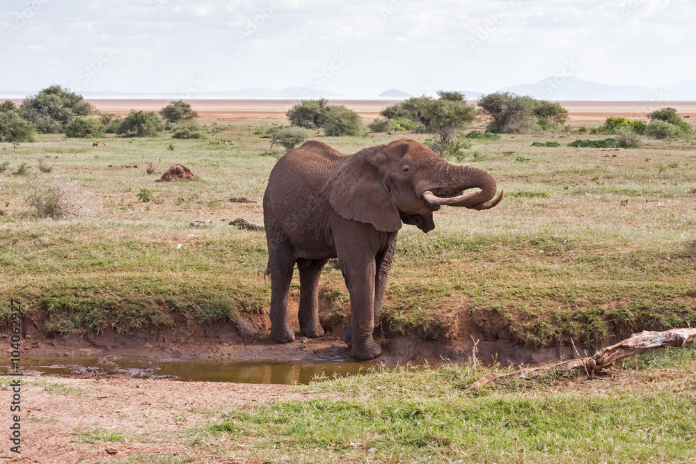 Adult elephant with big tusks on small river bank against savanna shrubs background and distance view on mountains. Lake Manyara National Park, Tanzania, Africa. 
