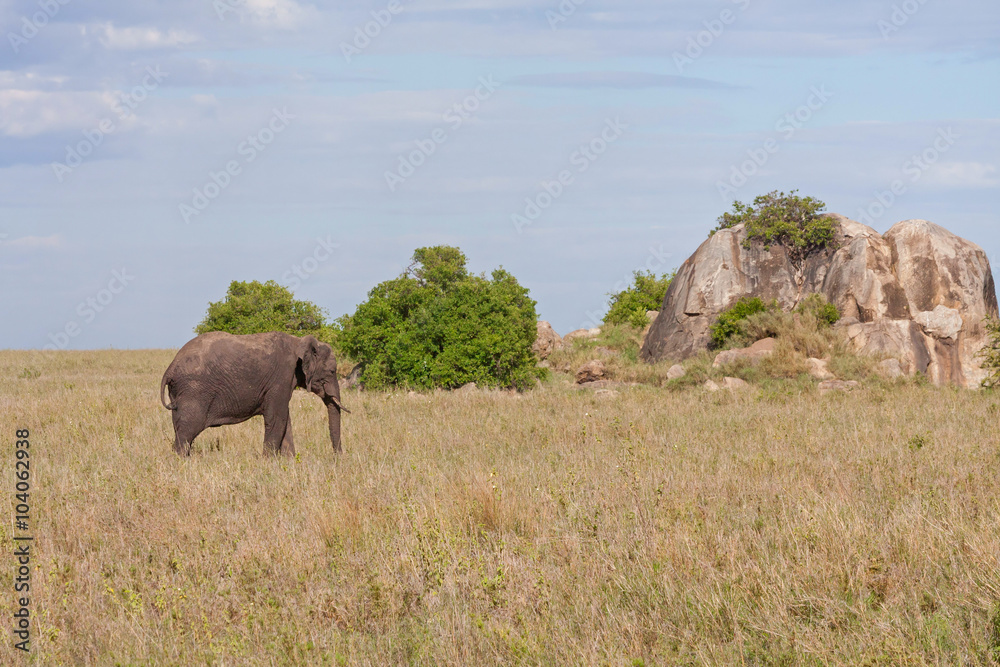 Adult elephant stands before huge field stone in savanna against cloudy sky background. Serengeti National Park, Tanzania, Africa.
