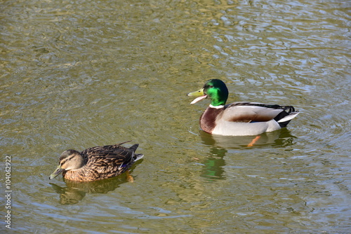 A female and male duck on a pond in winter in England.