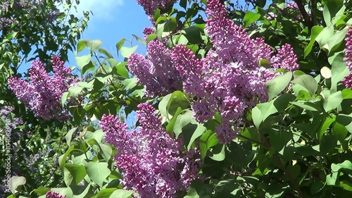 Purple lilac photo