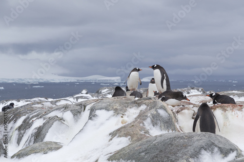 Gentoo penguins  Antarctica.