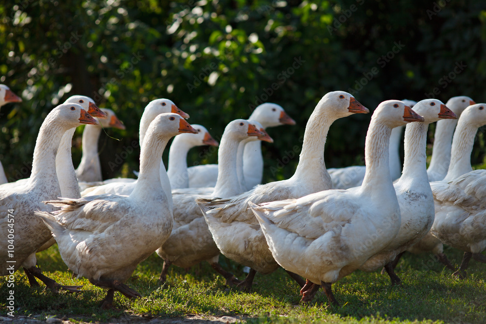 Obraz premium Gaggle