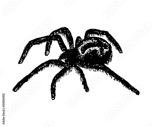 Illustration of cross spider Araneus. Vector illustration.