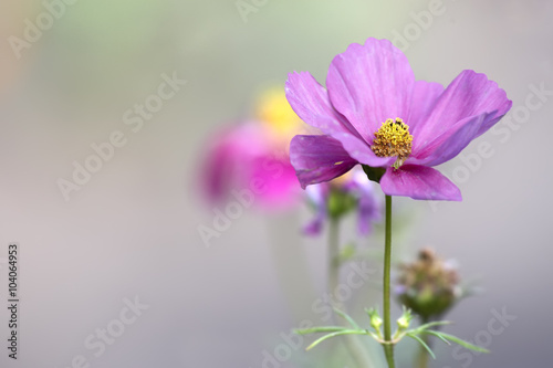 Cosmos flowers