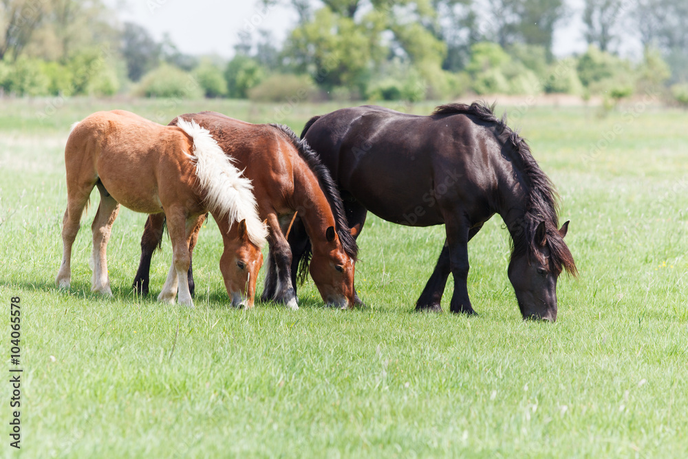 Three horses on pasture Three horses on pasture