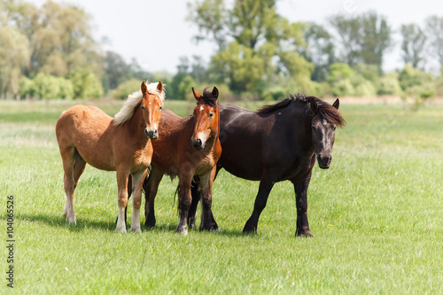Three horses on pasture
