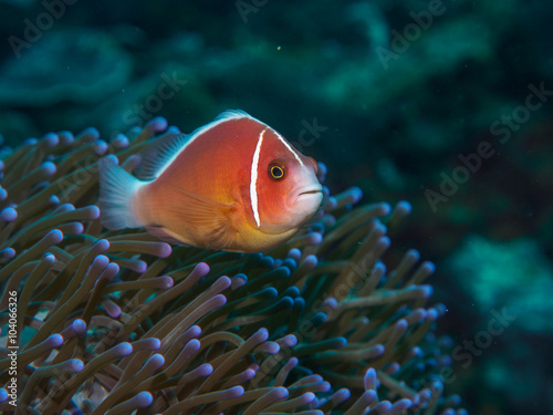 anemone fish with sea anemone