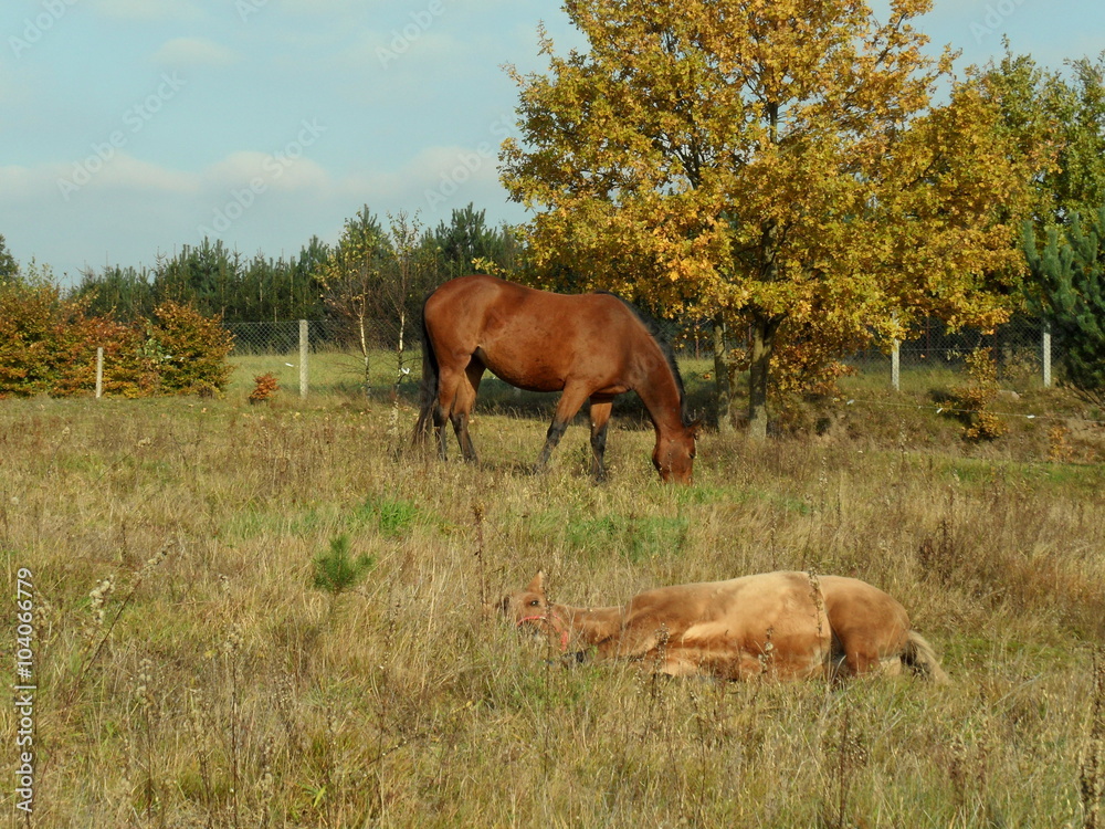 Fototapeta premium Konie