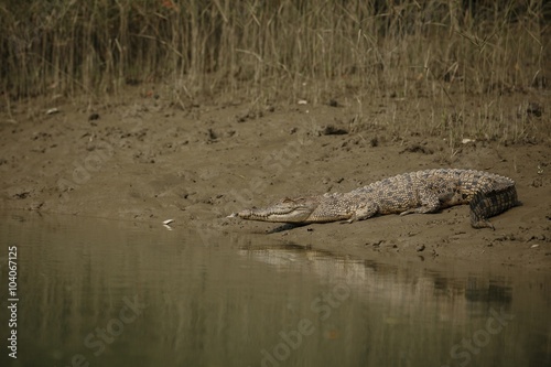 gigantic salted water crocodile caught in mangroves of Sundarbans   gigantic salted water crocodile caught in mangroves of Sundarbans