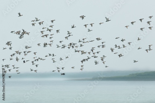 A lot of ducks flying away from indian Sundarbans / A lot of ducks flying away from indian Sundarbans
