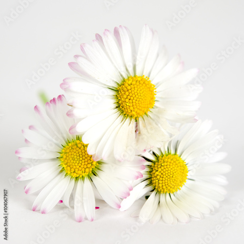 Fototapeta Naklejka Na Ścianę i Meble -  Gänseblümchen