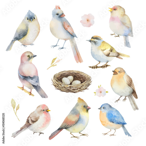Watercolor vector set of birds. 