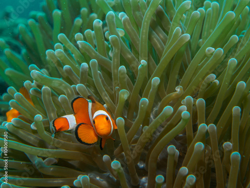 anemone fish with sea anemone © bugking88