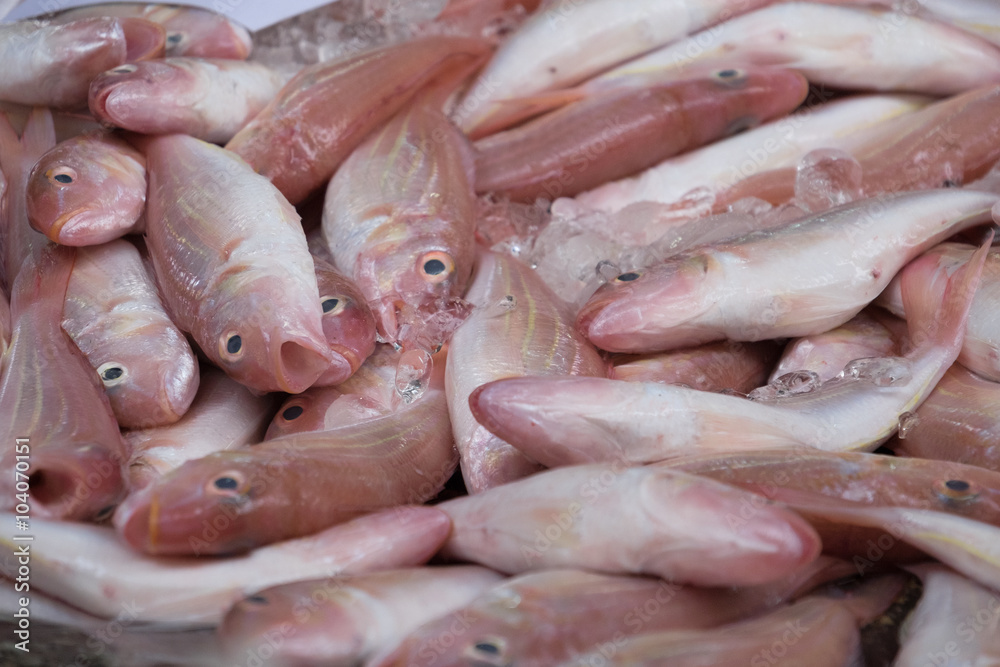 Backround from fresh fish Backround from fresh fish