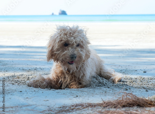 Dog dig holes in the sand © Hunta