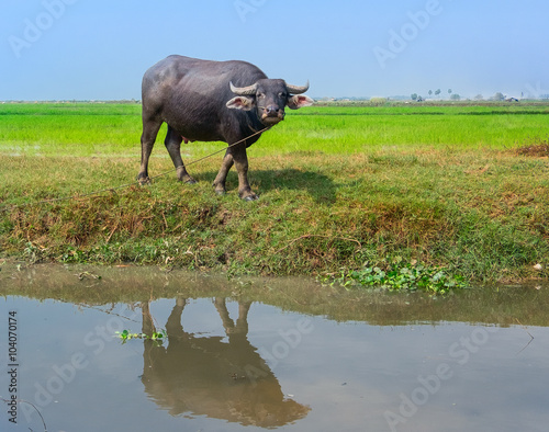 water Buffalo