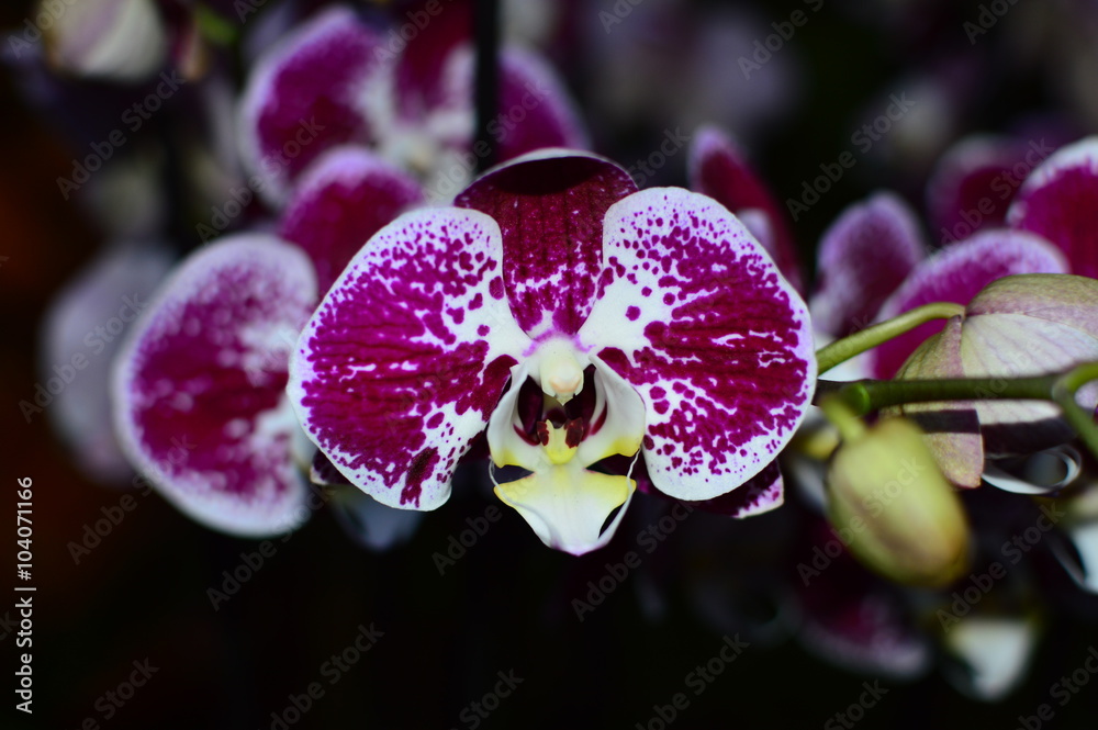 Naklejka premium orchidea3
