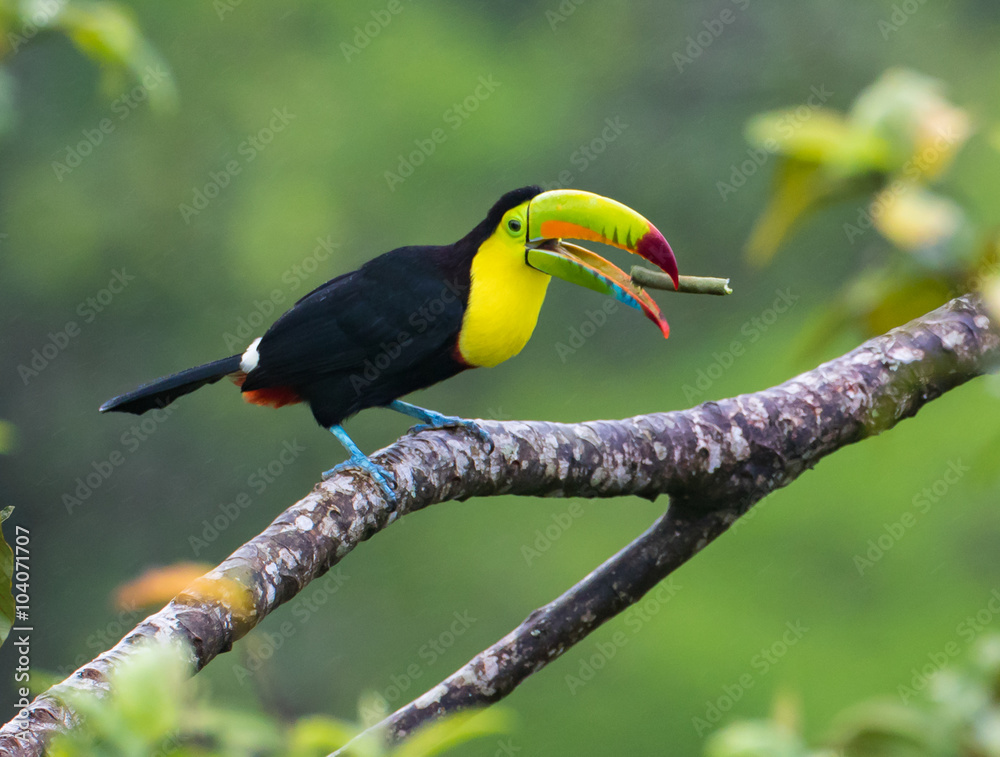 My Favorite Bean...A keel-billed Toucan, also called a rainbow Toucan has plucked a bean from a tree and is feasting on a special treat. Taken in the rain forest in Costa Rica My Favorite Bean...A keel-billed Toucan, also called a rainbow Toucan has plucked a bean from a tree and is feasting on a special treat. Taken in the rain forest in Costa Rica